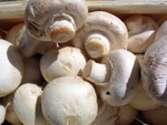 Mushrooms